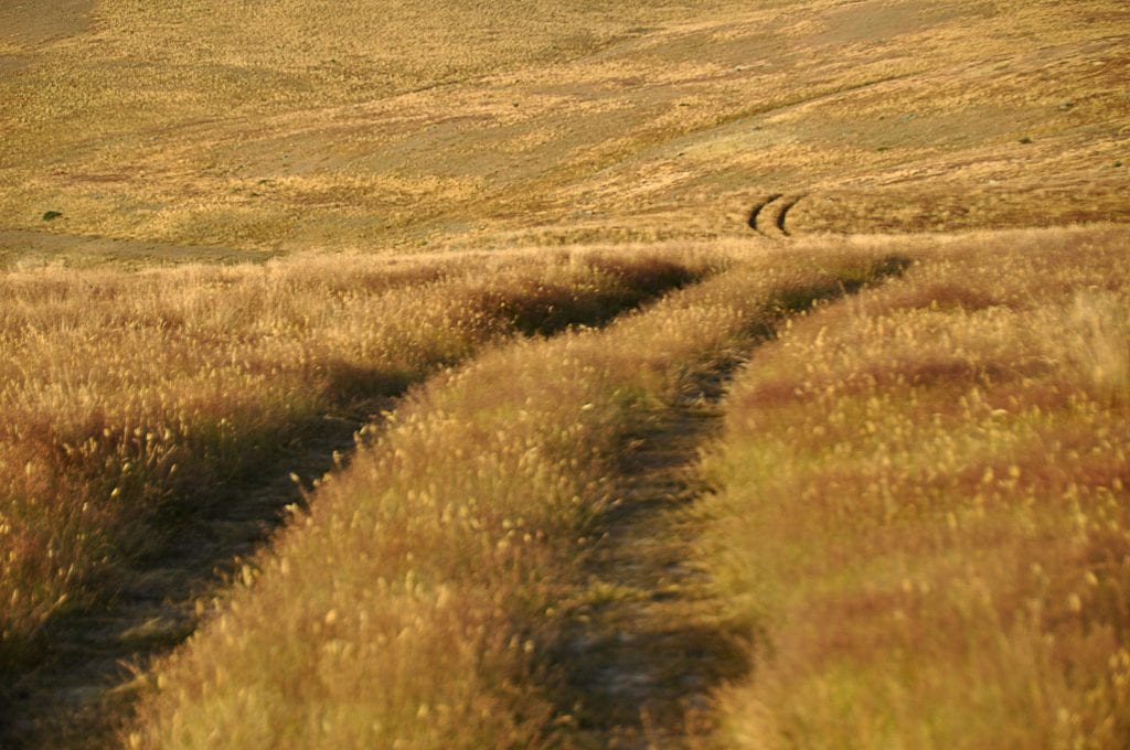 landscape photo, New Zealand, grass, wind , yellow,