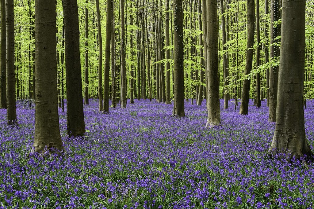 woodland landscape