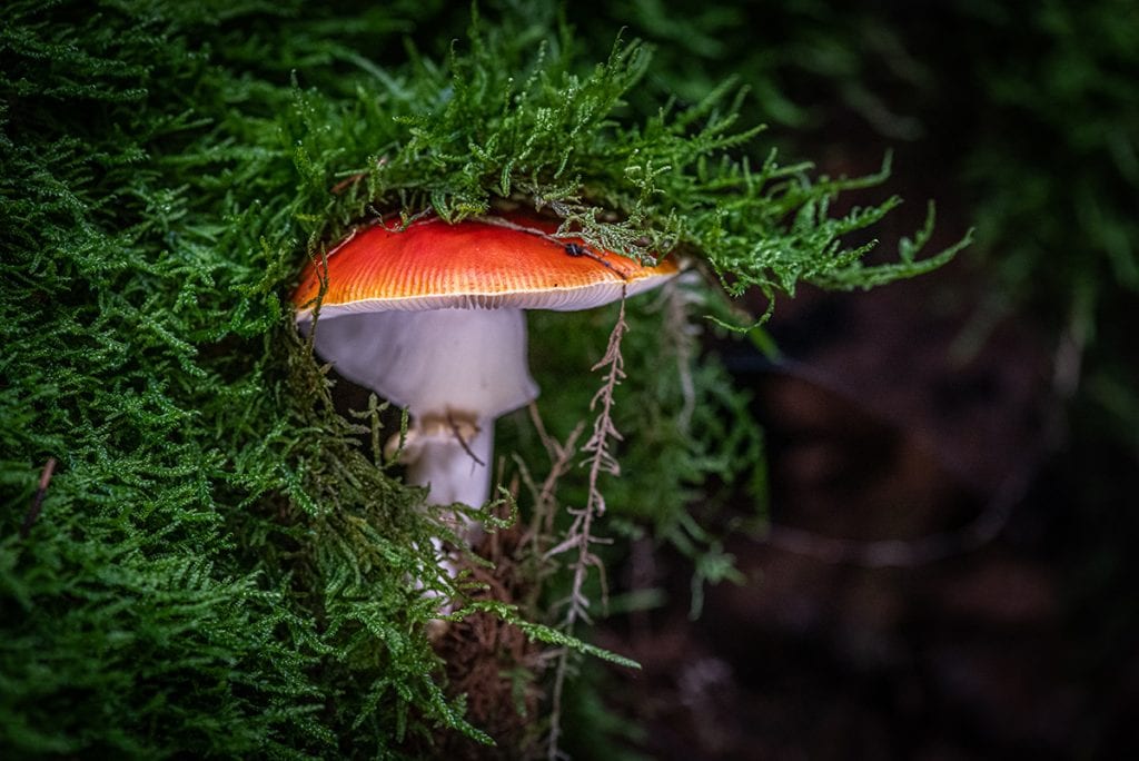 Mushroom photography