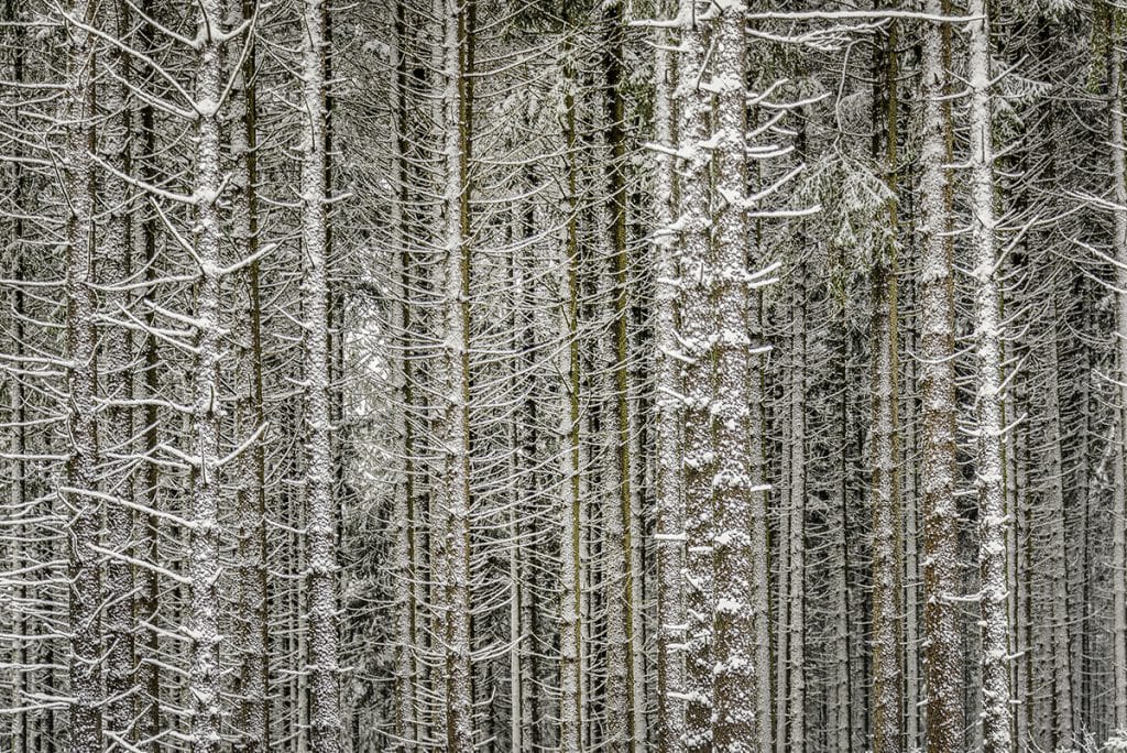 Woodland patterns photography