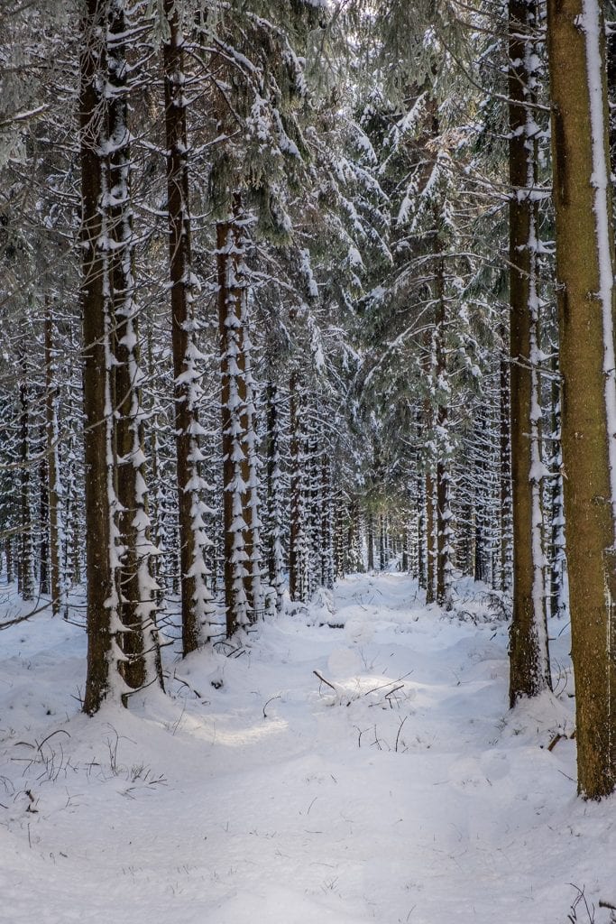 woodland trees snow winter depth