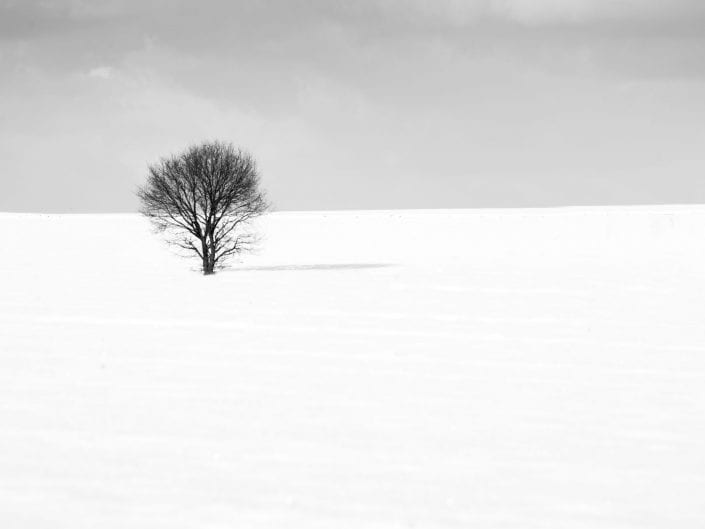 lone tree in the snow