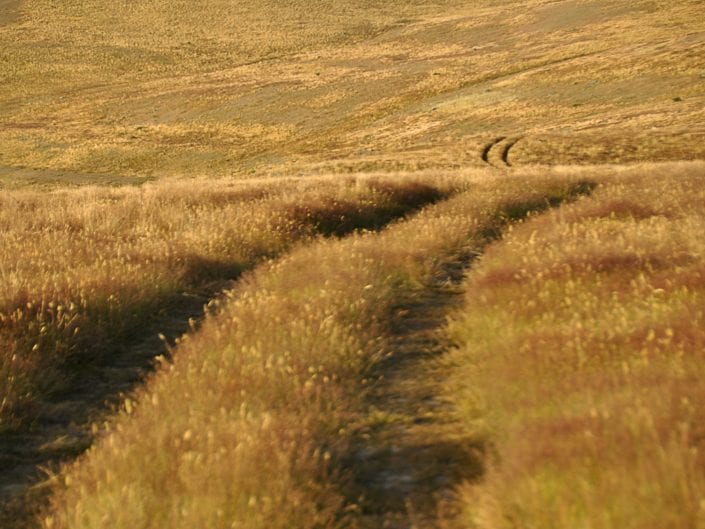 landscape photo, New Zealand, grass, wind , yellow,