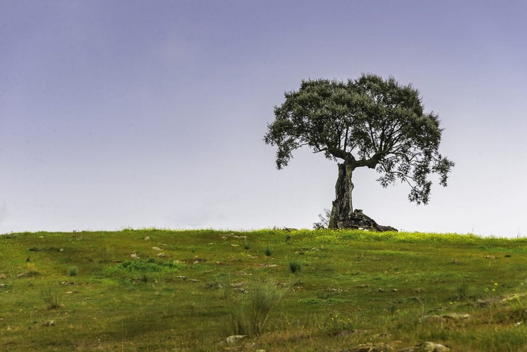 lonely tree in Alentjo Portugal