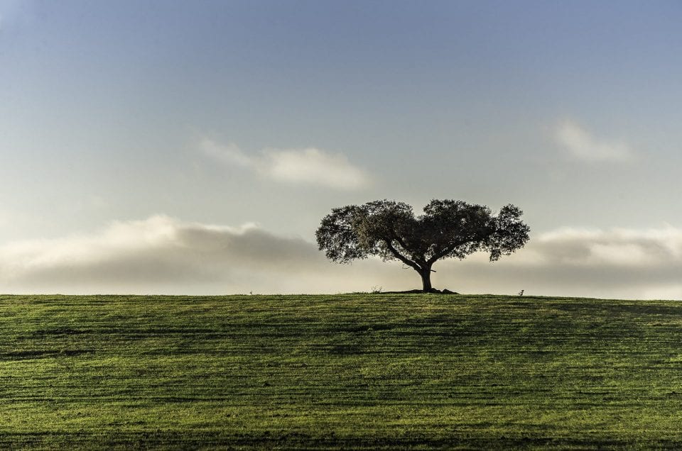 lonely oak tree in alentejo Portugal in a green meadow