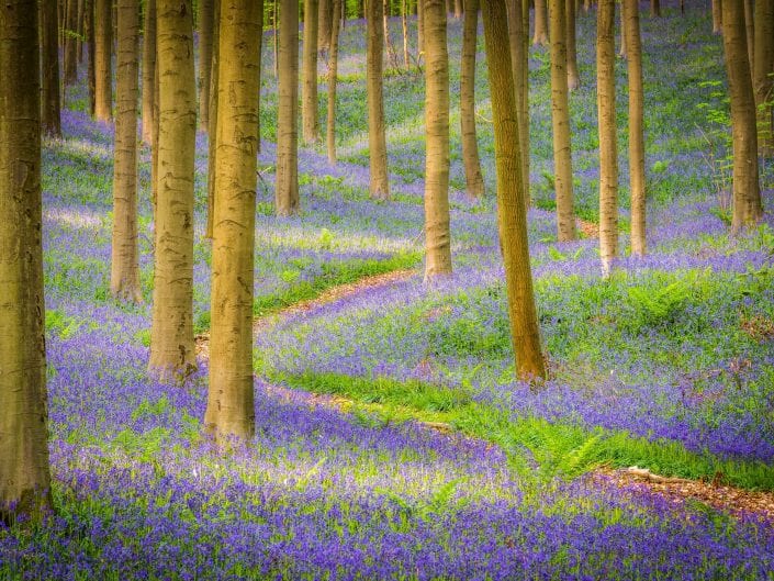 bleu bells landscape in Hallerbos Belgium, flowers, blooms, purple, blue, hyacint