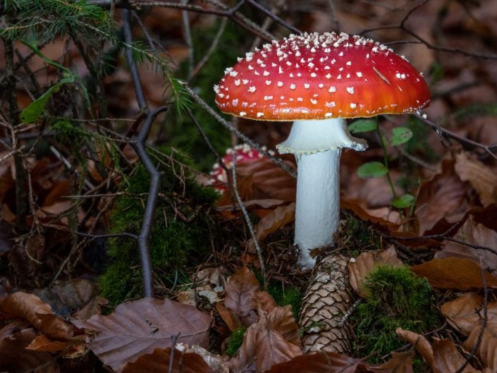 red Fly agaric, fungi, nature, autumn, fly amanita