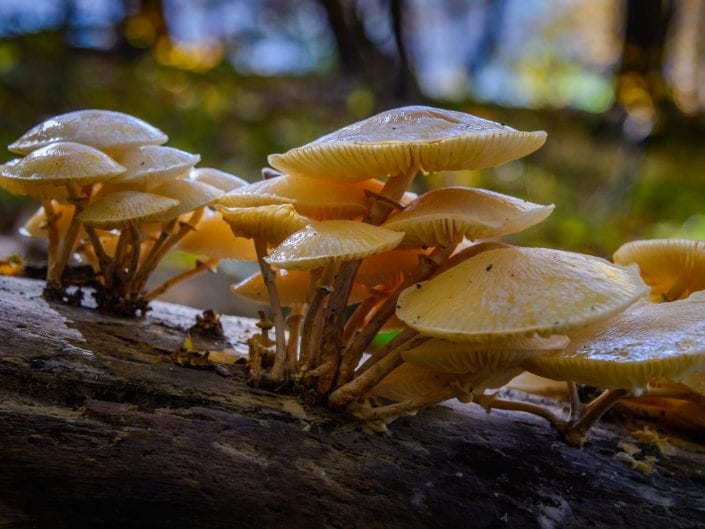mushrooms, nature Belgium, Hautes Fagnes, Hoge venen, high Fenns