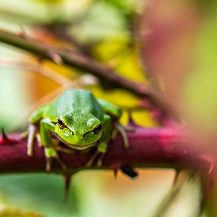 European green tree frog, nature,L imburg, Belgium,