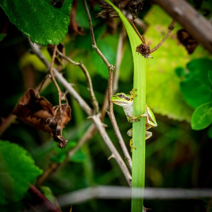 European green tree frog on green leave, nature photograpy, green,