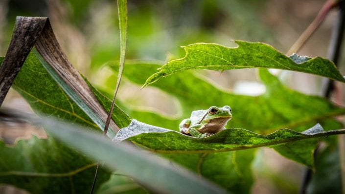 European green tree frog on green leaves, nature photograpy, green,