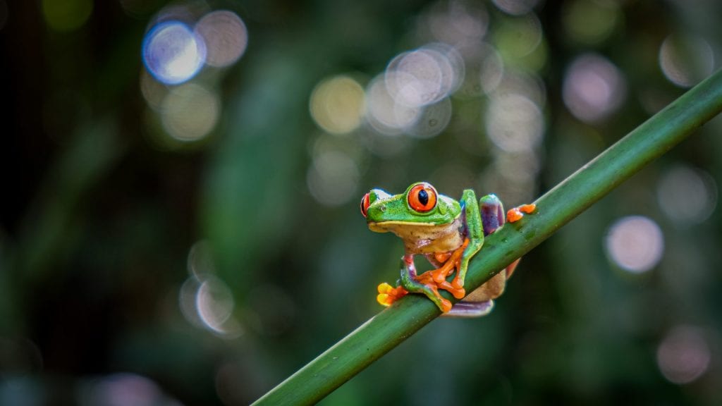 red eye tree frog Costa Rica
Bokeh and blurred background in landscape photography
