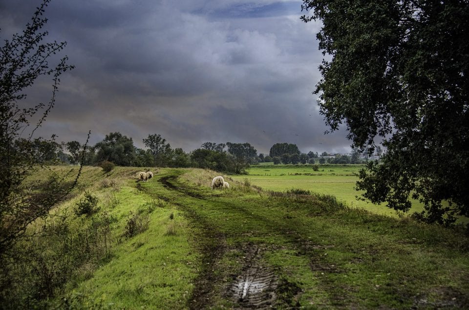 Schulensmeer schaap in een landschap België