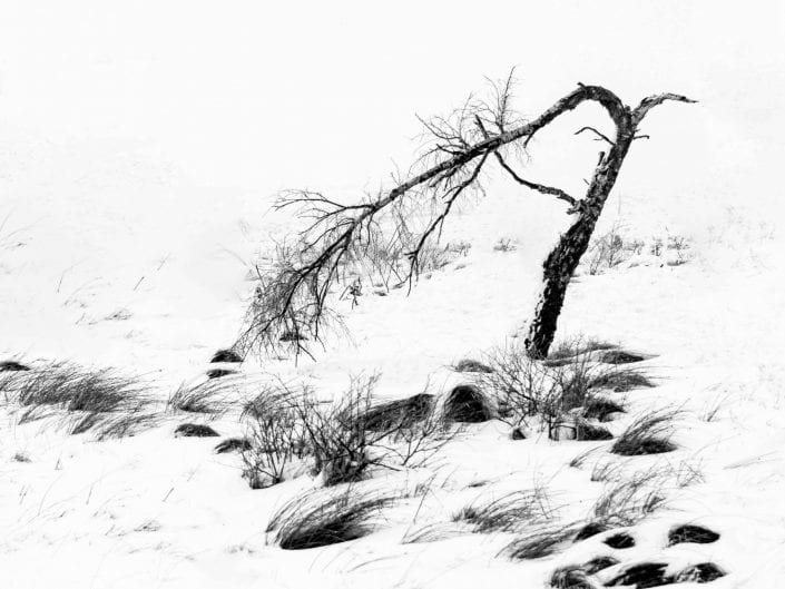 Snow covered minimalist broken tree in moorland at Noir Flohay with lots of burned trees in the mist of nature reserve High Fens / Hautes Fagnes /Hoge Venen in winter, Ardennes, Belgium, black and white