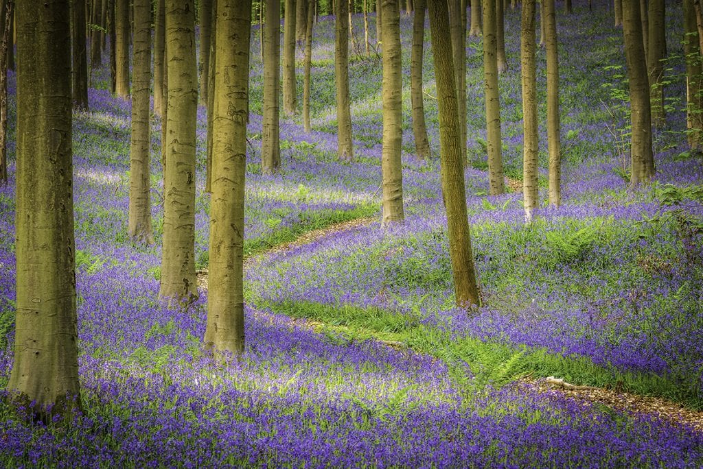 Boslandschap van boshyacinten met S-vormig pad als inleidende lijn Hallerbos belgië