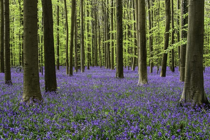 forest scape with depth and quiet undergrowth bluebells Hallerbos, belgium