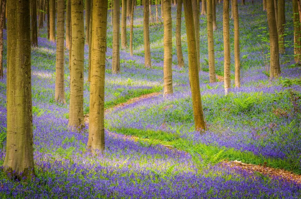 Colour in landscape photography hallerbos