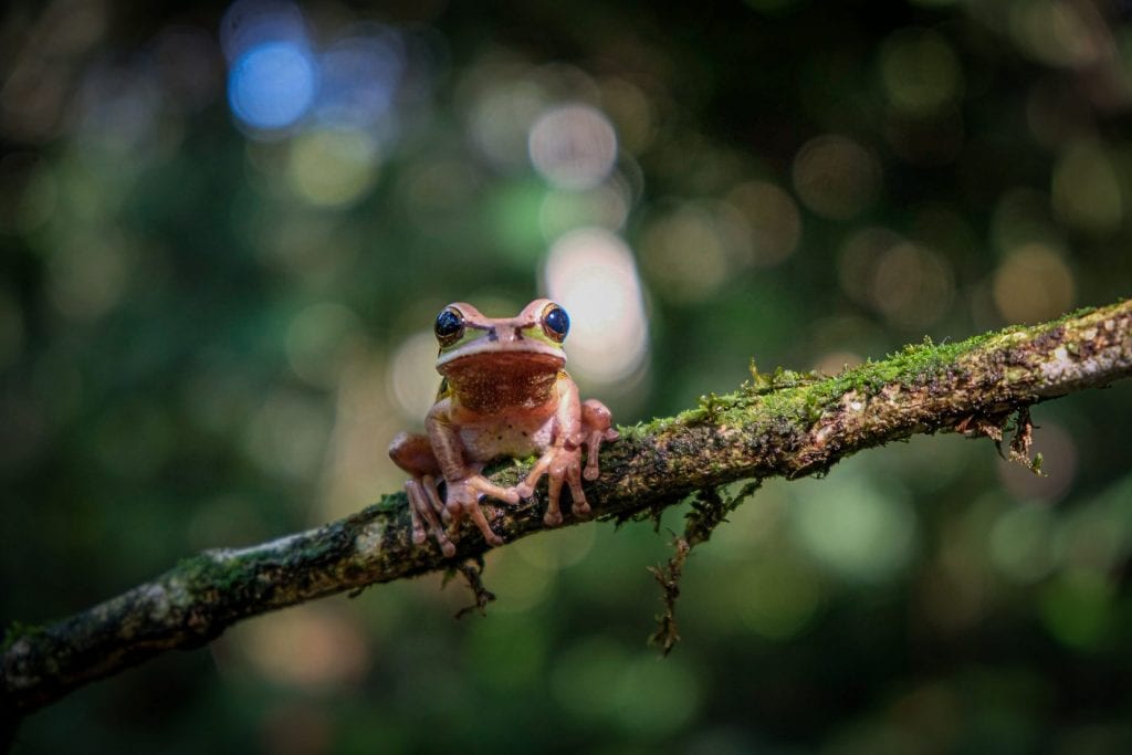 Frog close up photo