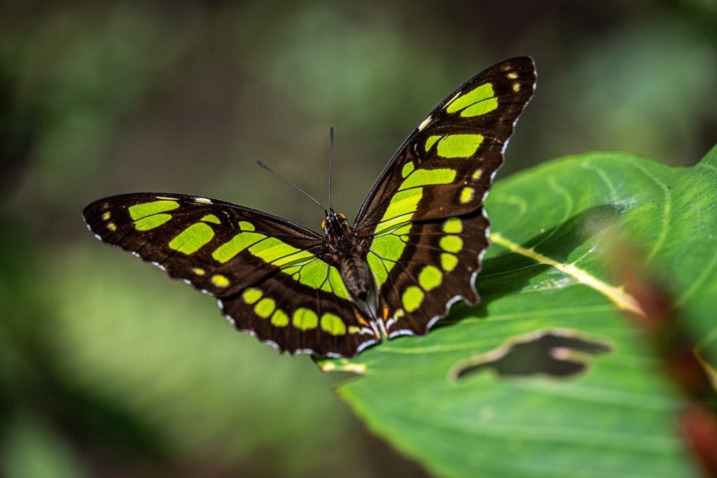 natuurfotografie groene vlinder