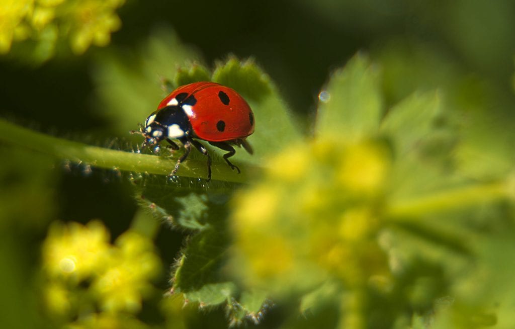 nature photography ladybird