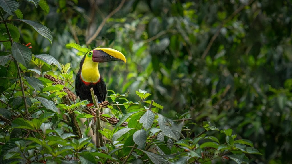 natuurfotografie Toekan