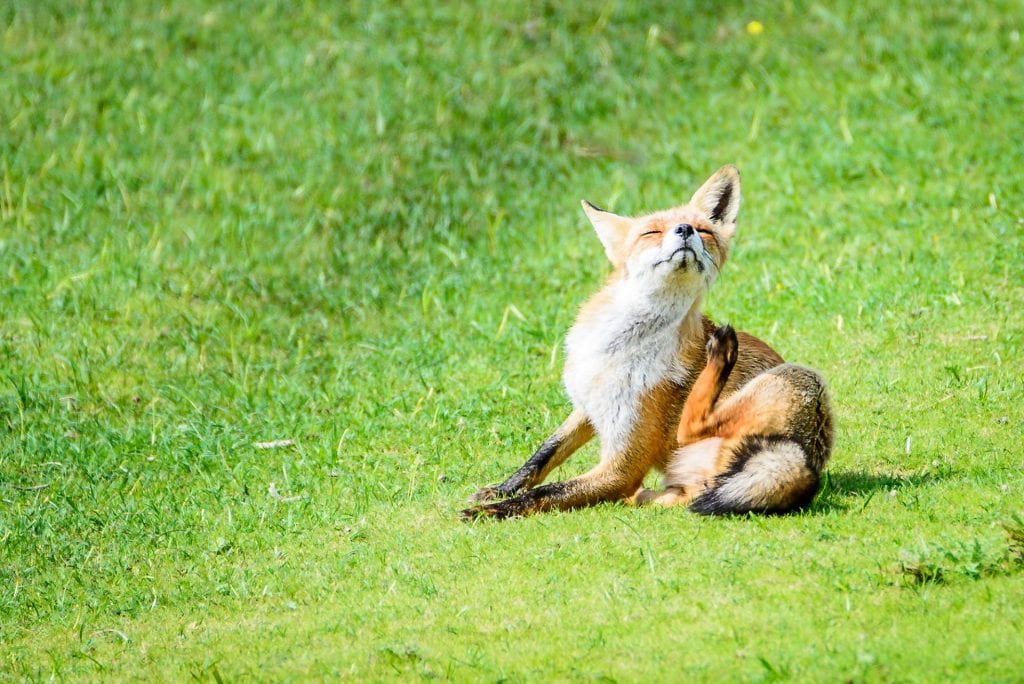 natuurfotografie vos