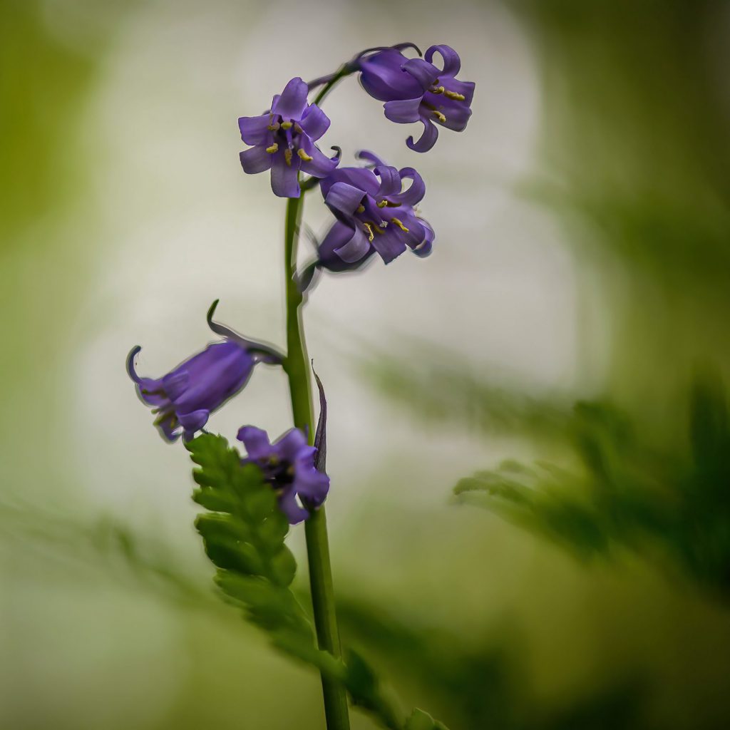 Macro-opname van een zeer laag niveau naar het licht tussen de bomen, Hallerbos