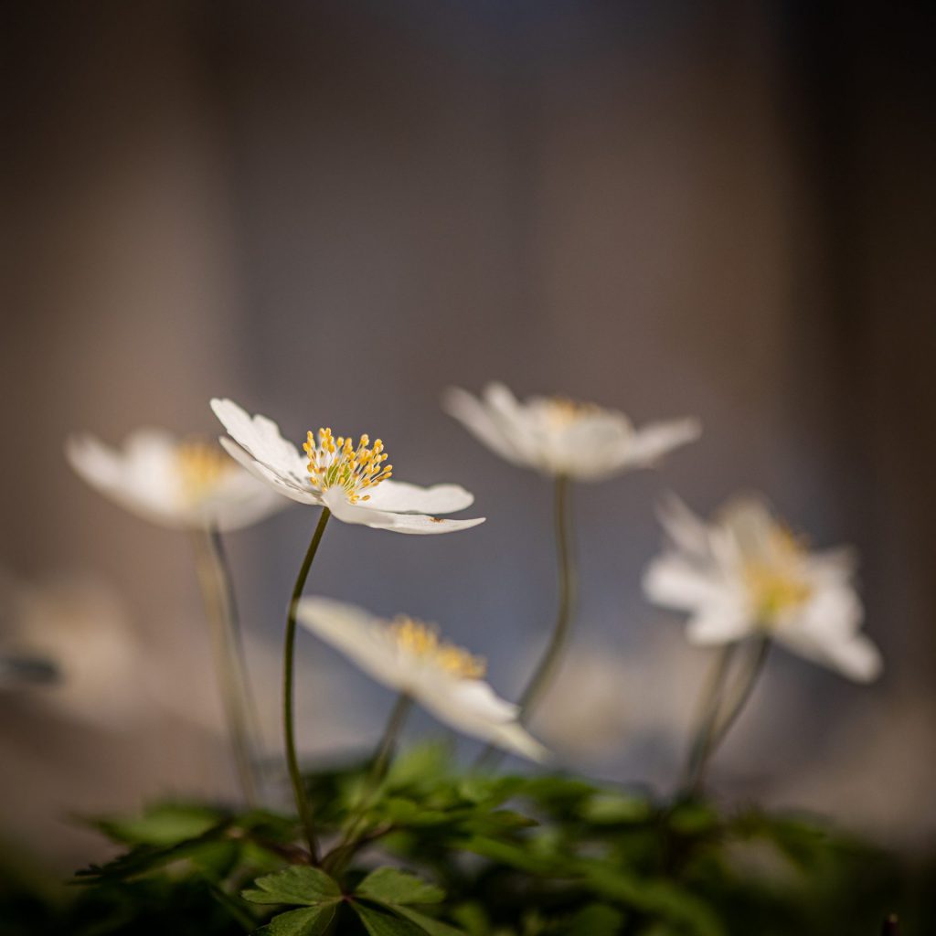 anemona nemorosa group of flowers