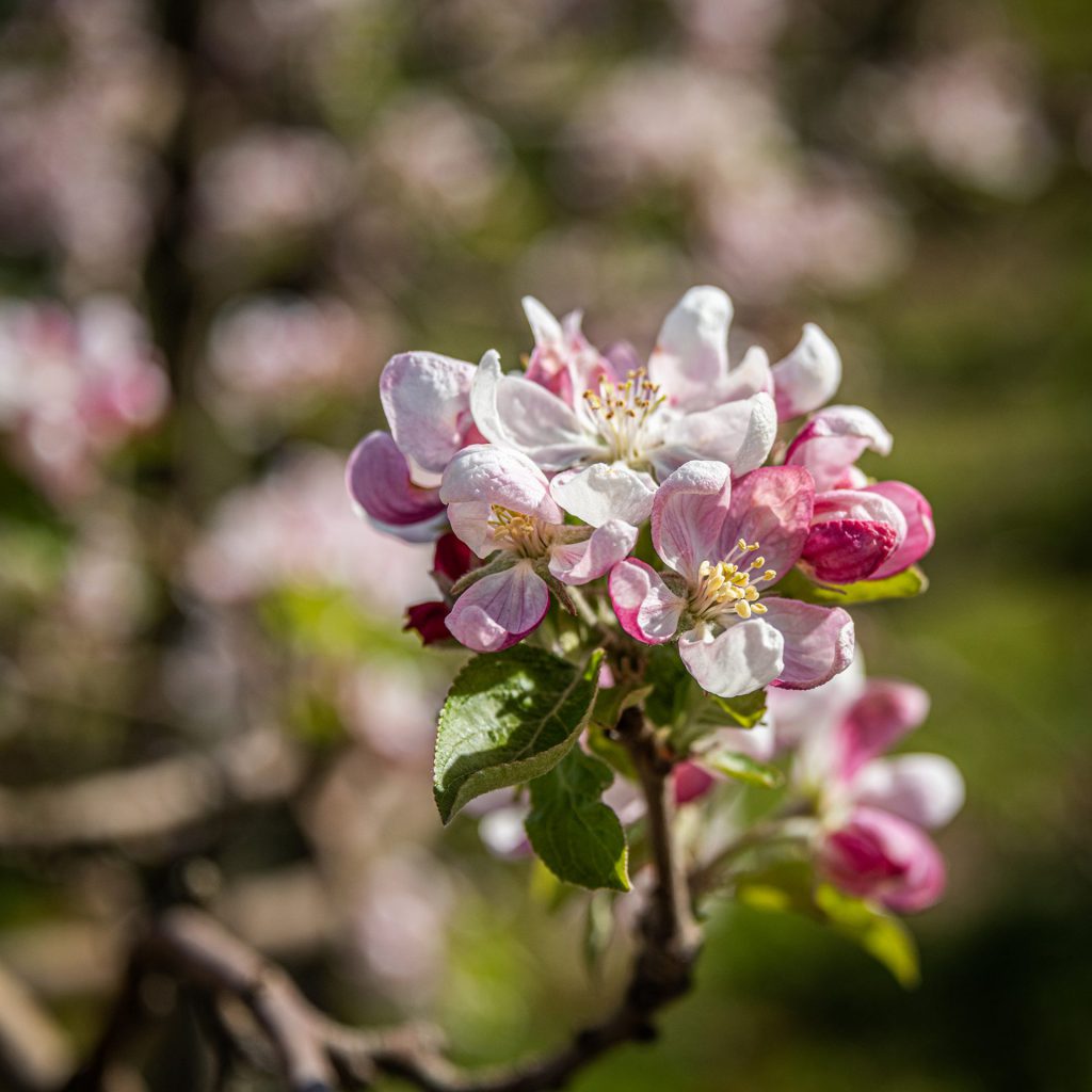 apple blossom wiht whit pink fmowers