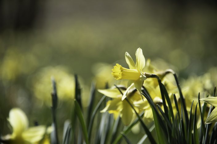 yellow wild daffodils
