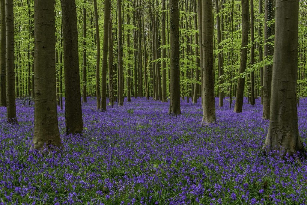 Landschapsfoto van een zee van boshyacinten in Hallerbos, België