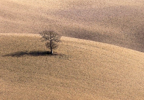 Eenzame boom in de bruine velden van Toscane