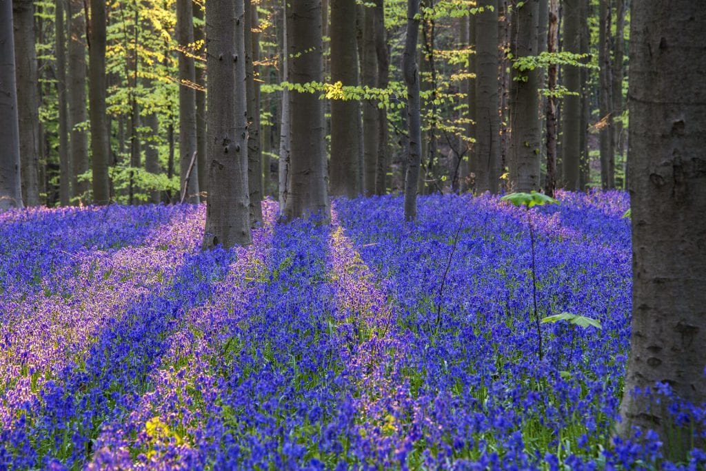  Schaduw en zon zorgen voor verschillende kleuren voor dezelfde hyacinten in Hallerbos, België