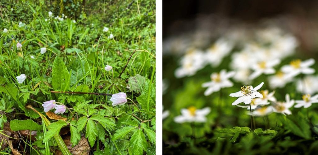 The anemones on the left were closed on a colder rainy day, but bright on a sunny day