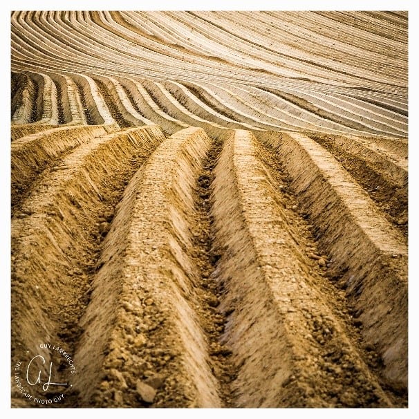 Elegant lines of a freshly planted potato filed