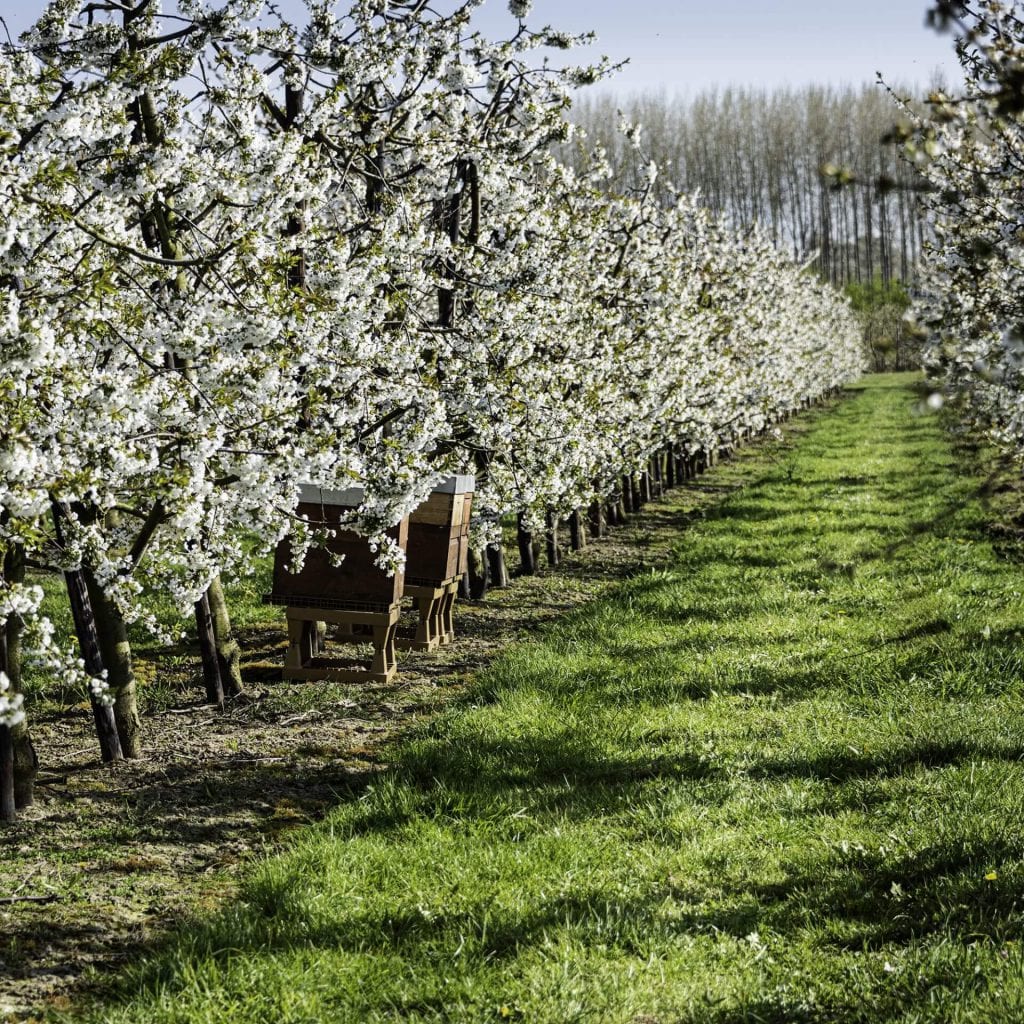 photo of pear orchard wiht beehives