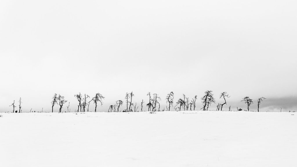 black and white landscape of simple tree slhouettes and lots of negative space on Noir Flohay East Belgium