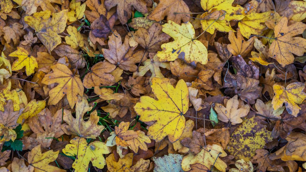 Details of autumn leaves in different stages of colouring