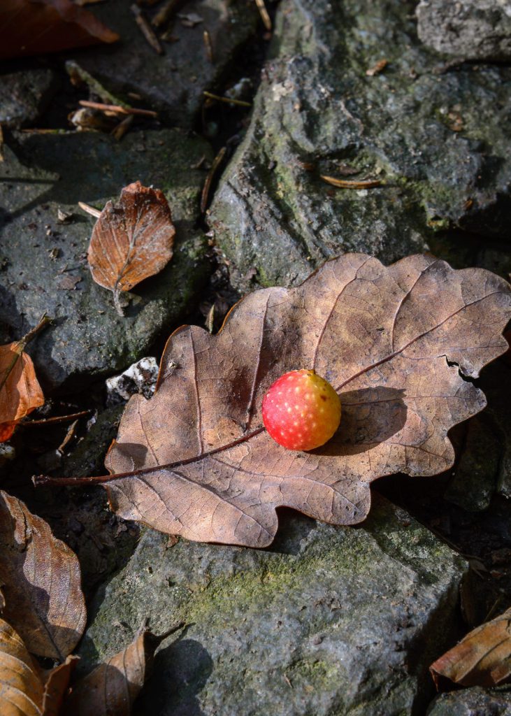 landscape photo of small detail of leaves on rocks.
autumn landscape photography tips