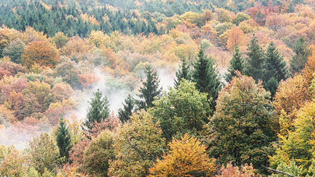 landscape photo after the rain stopped and mist started to rise giving analogous colours above a forest