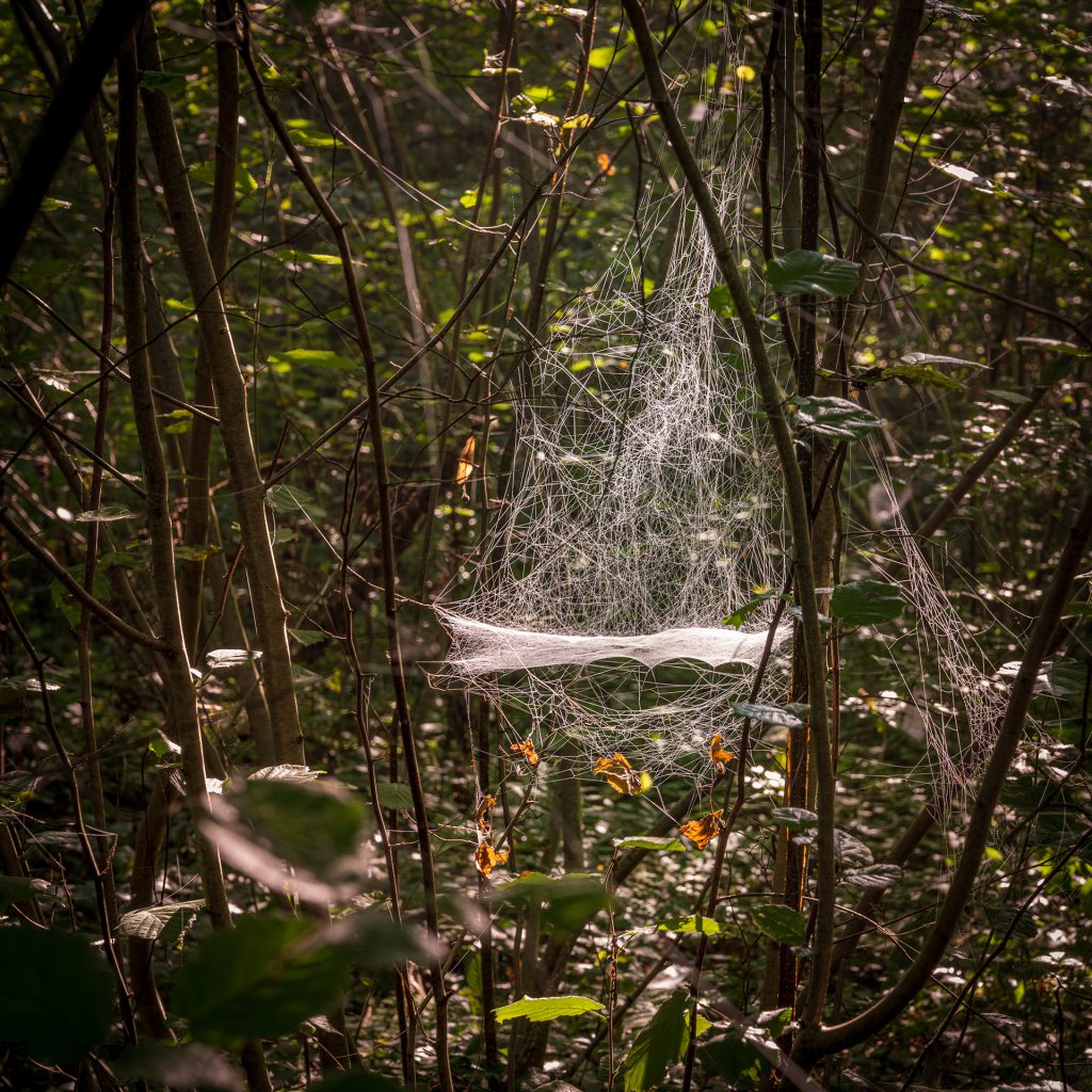 detail photo of a spider's web hammock spider Linyphia triangularis.
autumn landscape photography tips