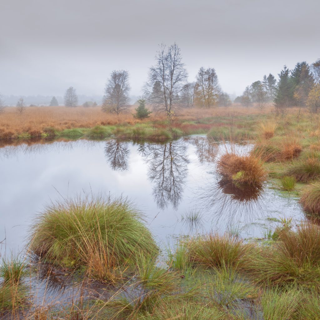 Landscape photo of a reflection in a small pond on a grey and misty morning just before sunrise on the high fens, East Belgium