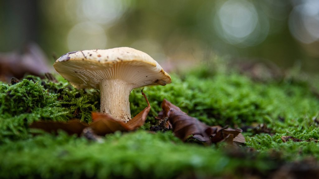 Macro photo of mushroom and bokeh in the background