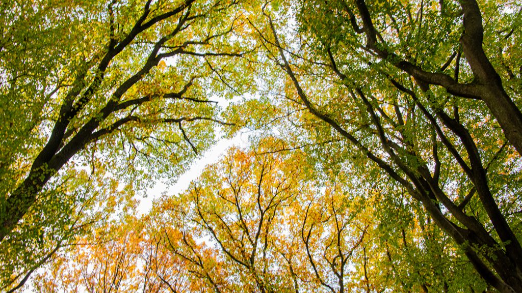 landscape photo looking upward in beaech forest