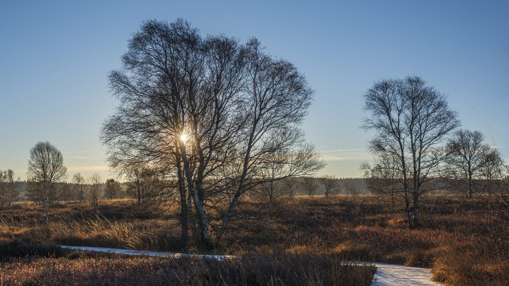 landscape photo with a sun star adding special interest to this sunrise on the High Fens East Belgium