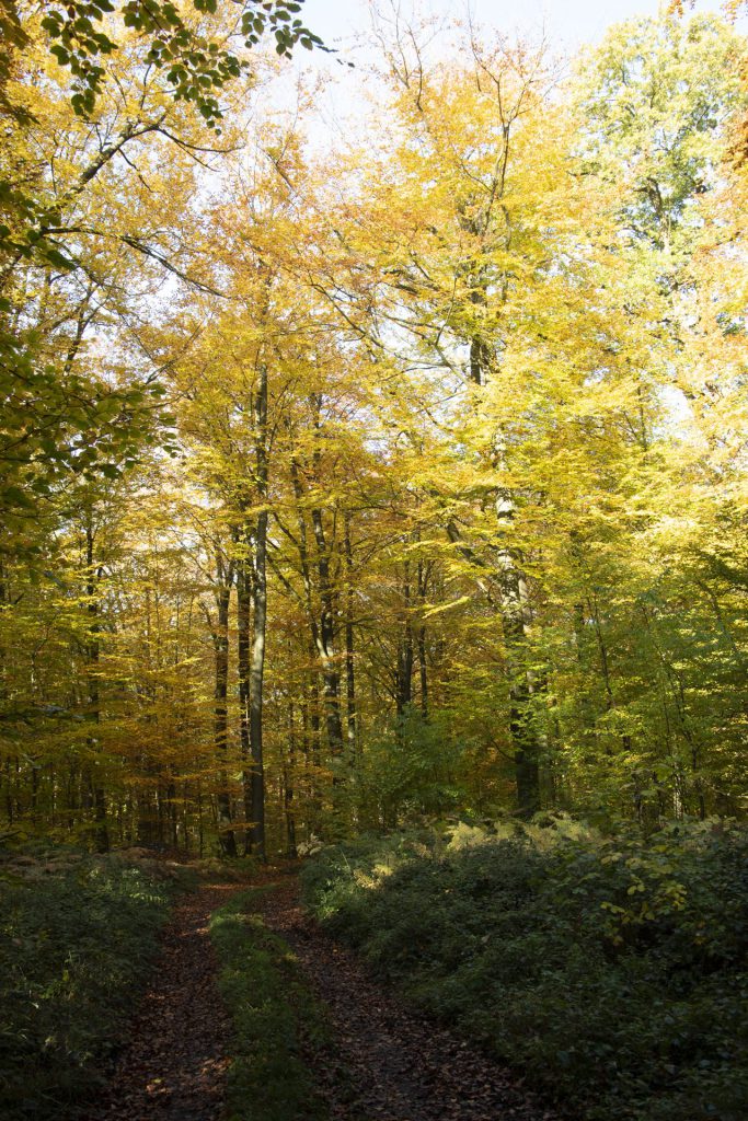 landscape photo in beech forest wiht overexposed sky and underexposed foreground