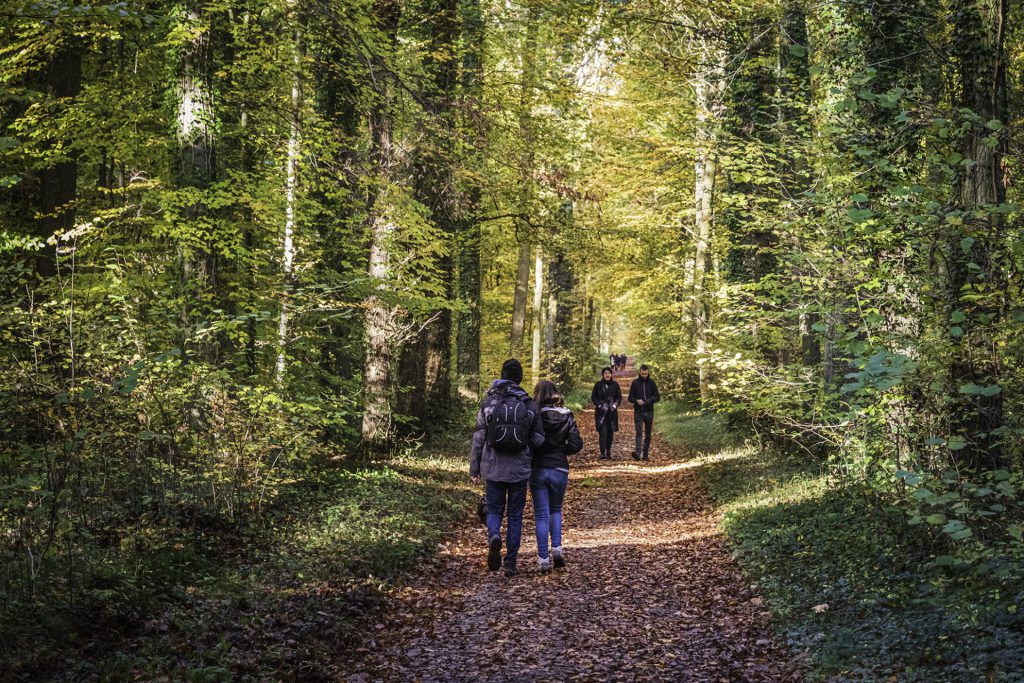 landscape photo walkers on a sunny afternoon in Meerdaal forest during autumn