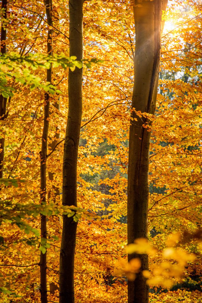 back lighted autumnal scene in Meerdaal forest of yellow-orangy beach trees