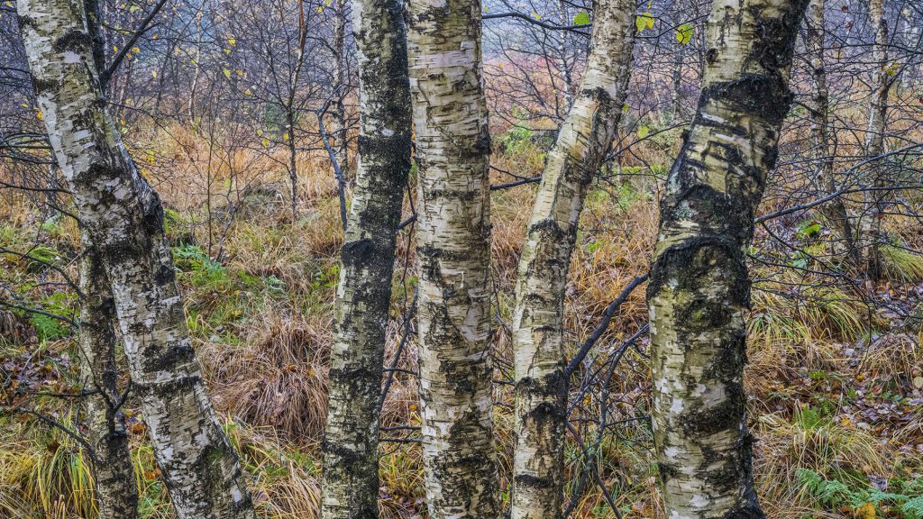 landscape photo of birch stems standing out of the chaos