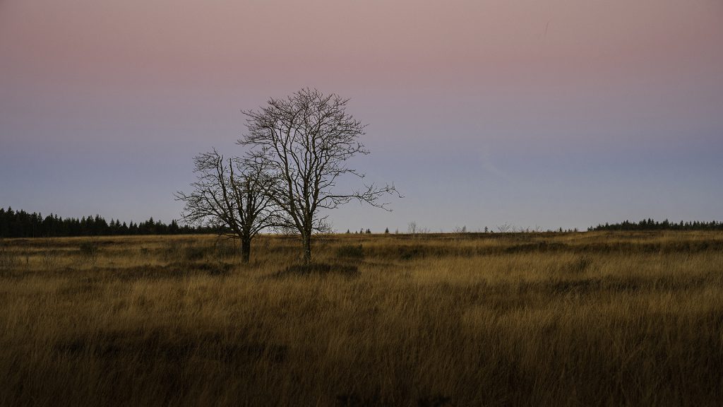 landscape photo on an early and cold autumn morning on the Brackvenn with lone trees and pinky-bleu sky